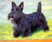 scottie.jpg