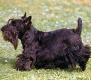 scottiedog.jpg